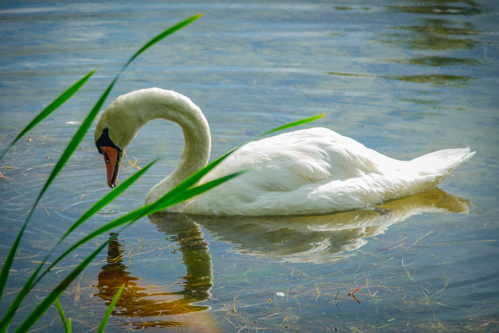 Schwan bei der Futtersuche