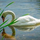 Schwan bei der Futtersuche