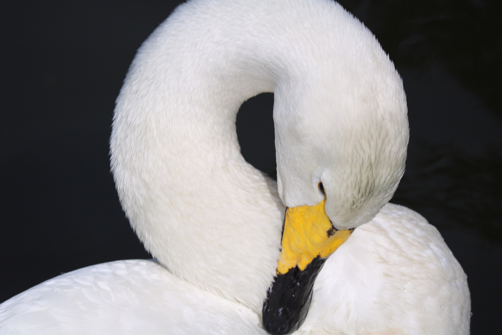 Schwan bei der Gefieder Pflege 