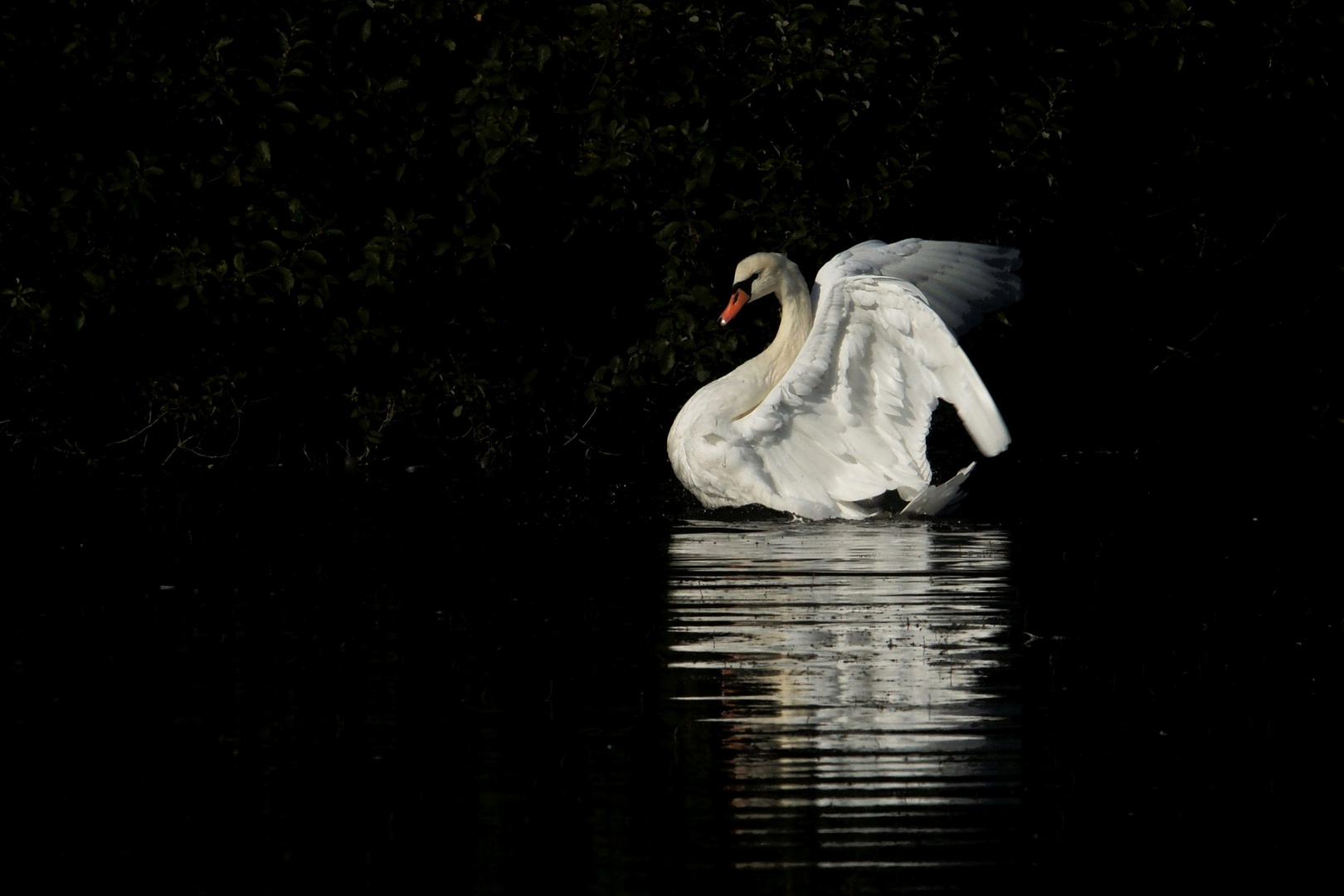 Schwan bei der Gefiederpflege.