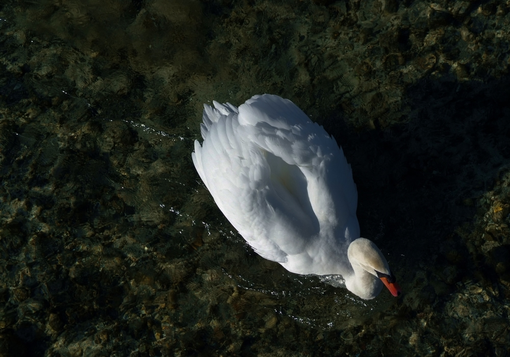 Schwan bei der Insel Werd - S5 Pro im Vergleich zur S2 Pro