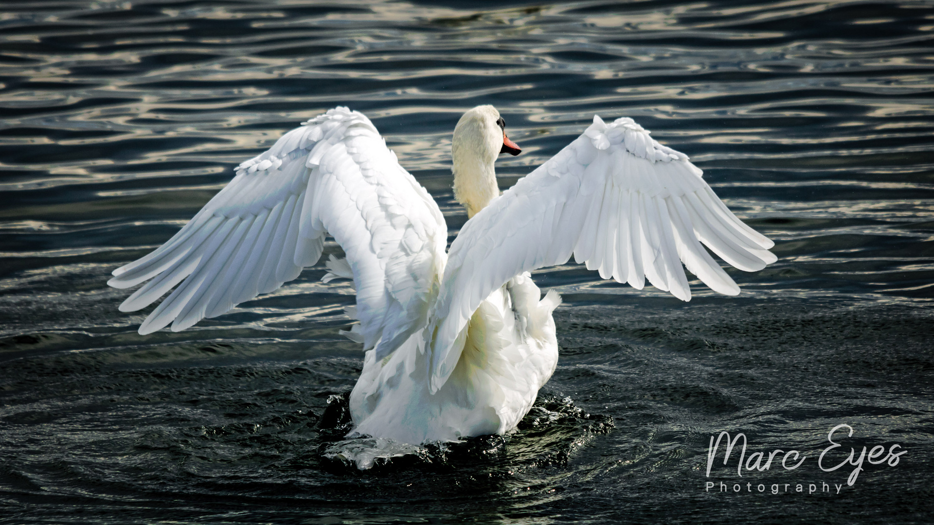 Schwan bei der Landung