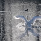 Schwan bei der Landung