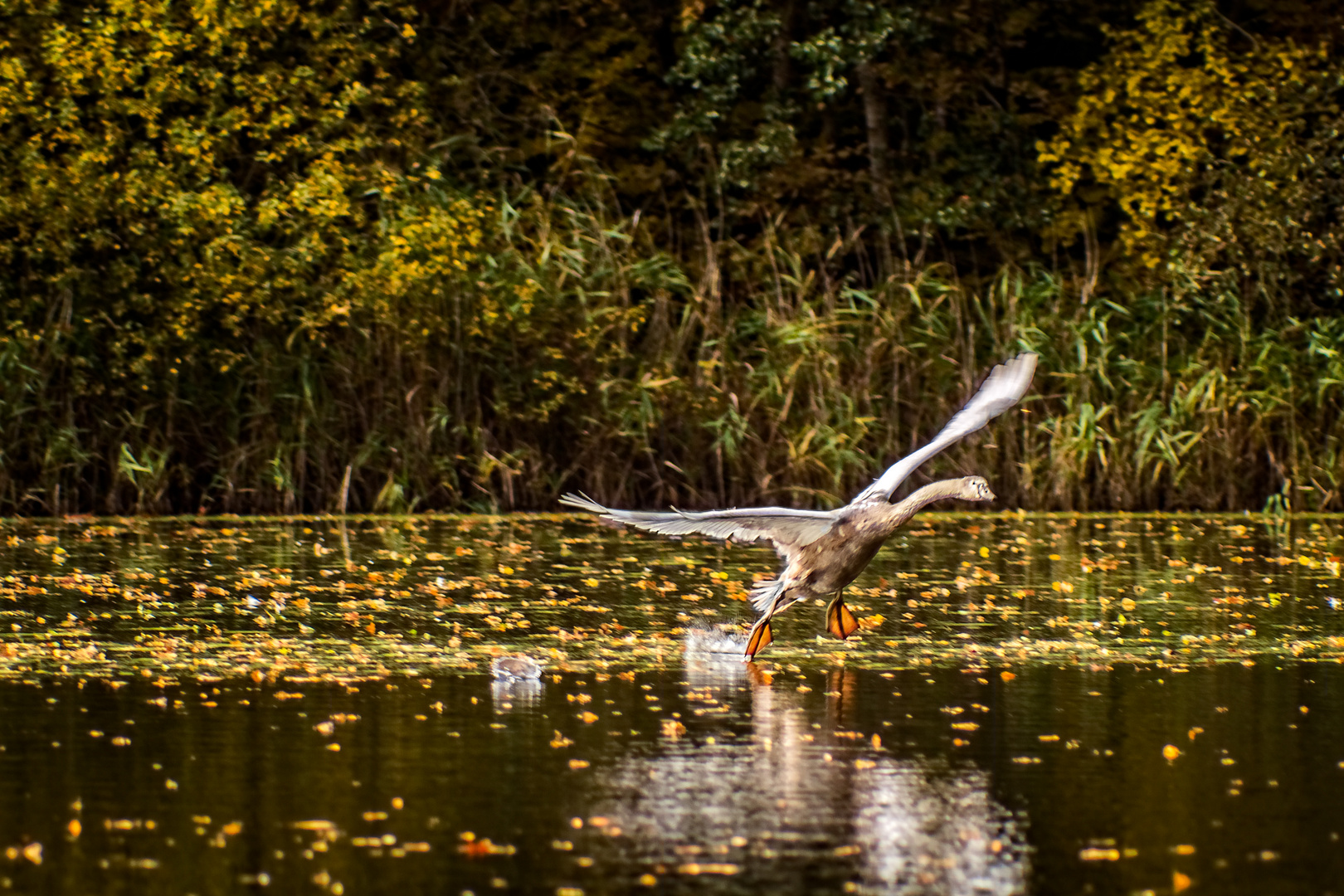 Schwan bei der Landung