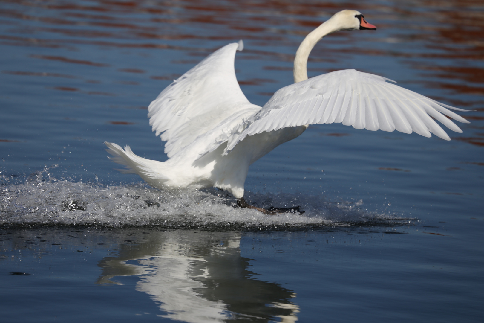 Schwan bei der Landung