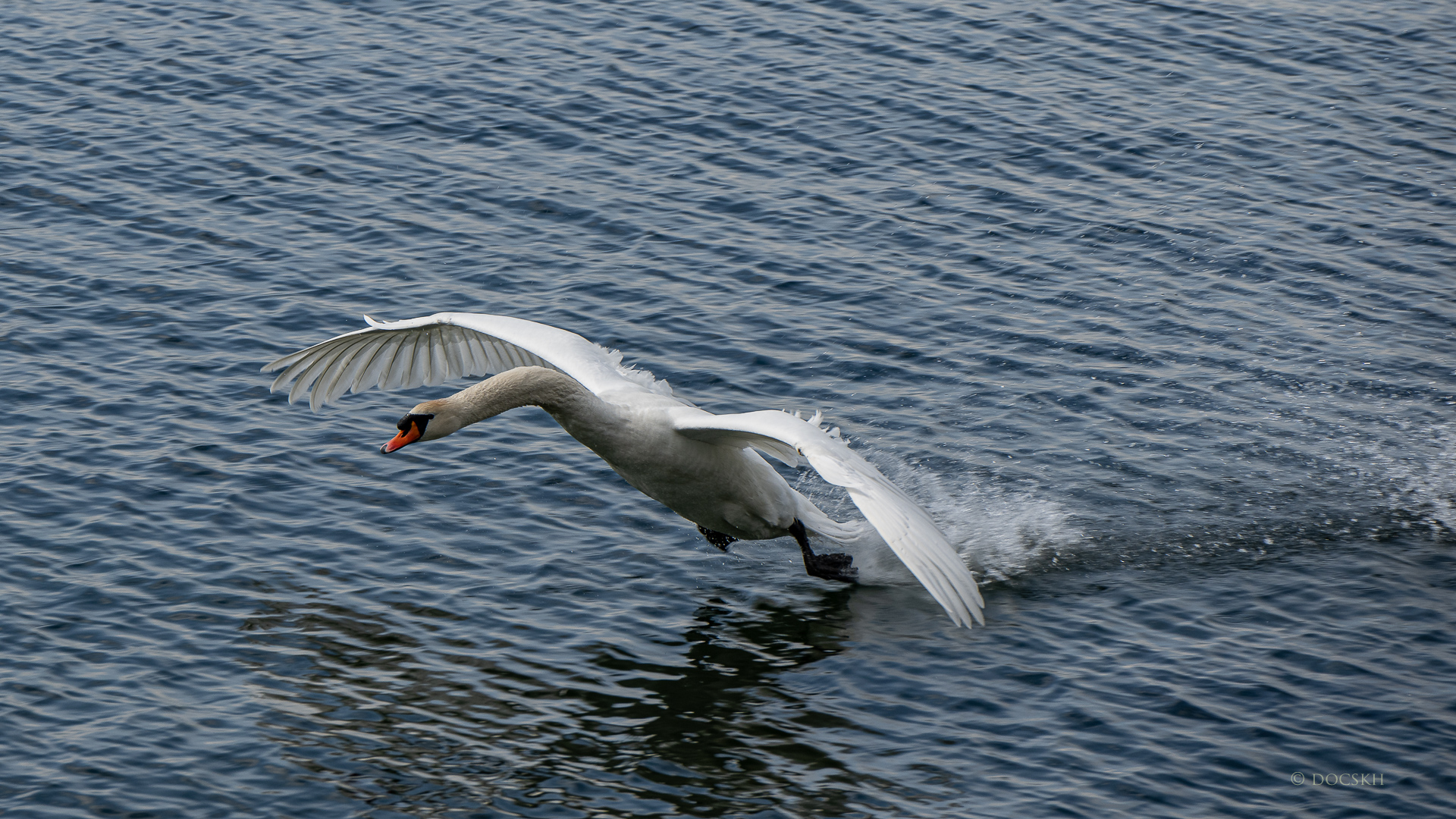 Schwan bei der Landung