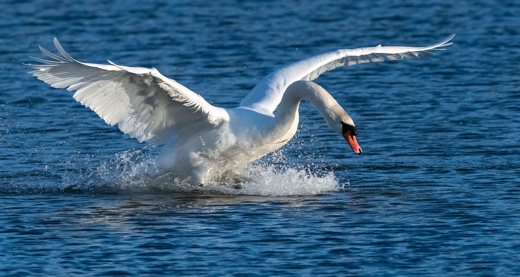 Schwan bei der Landung