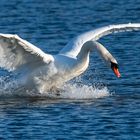 Schwan bei der Landung