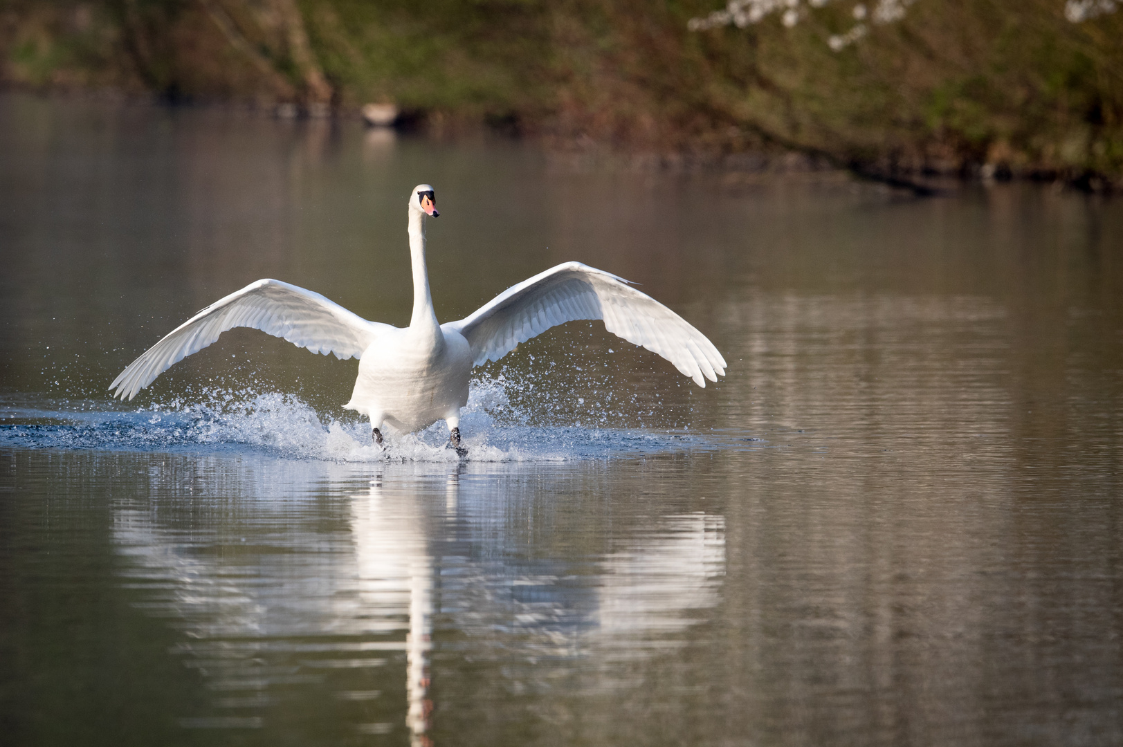 Schwan bei der Landung