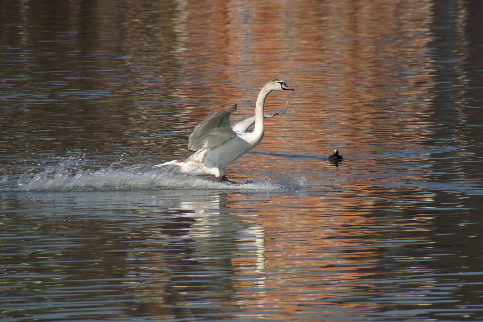 Schwan bei der "Landung"