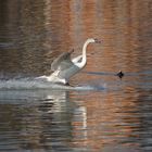 Schwan bei der "Landung"