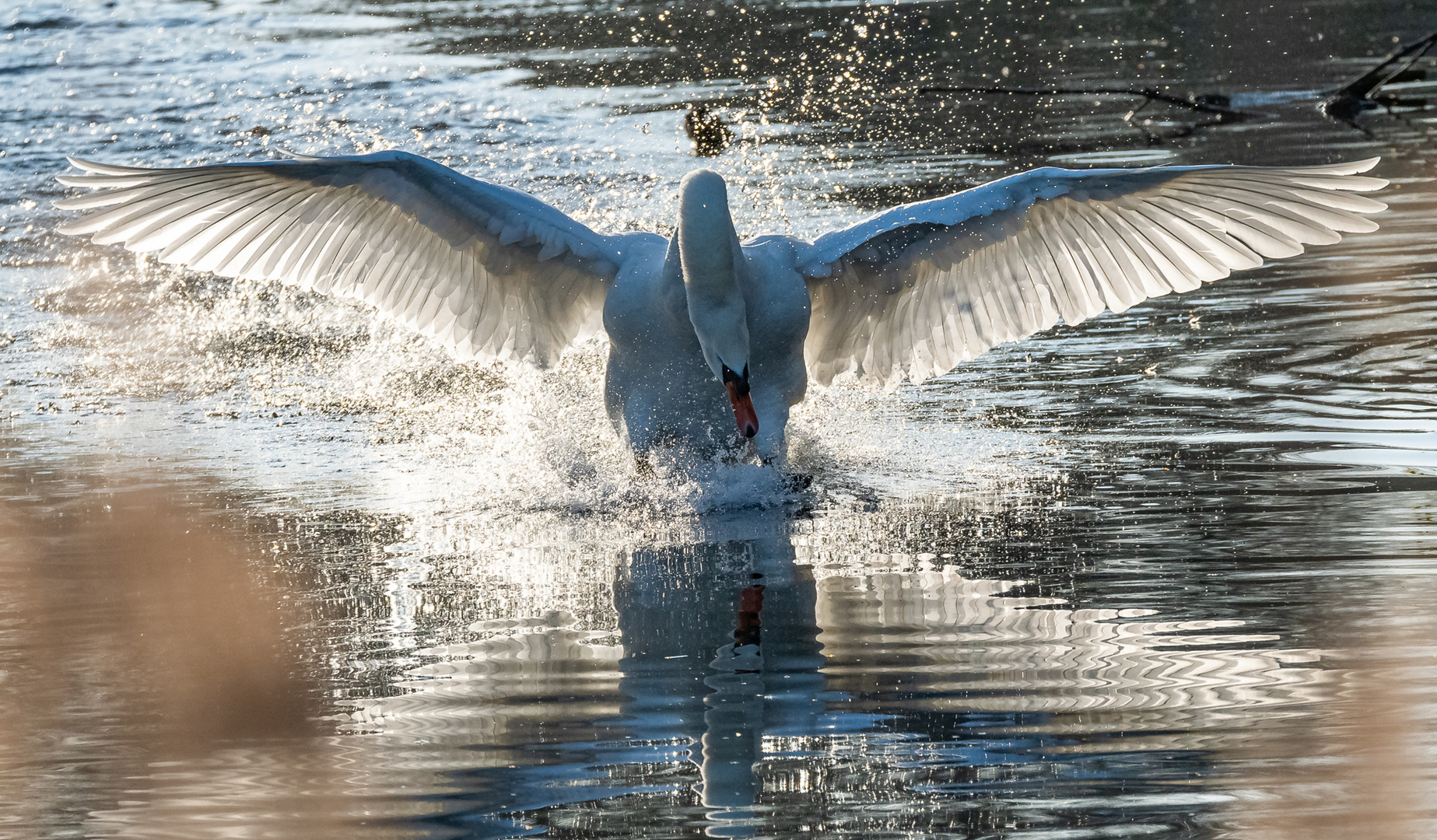 Schwan bei der Landung ...