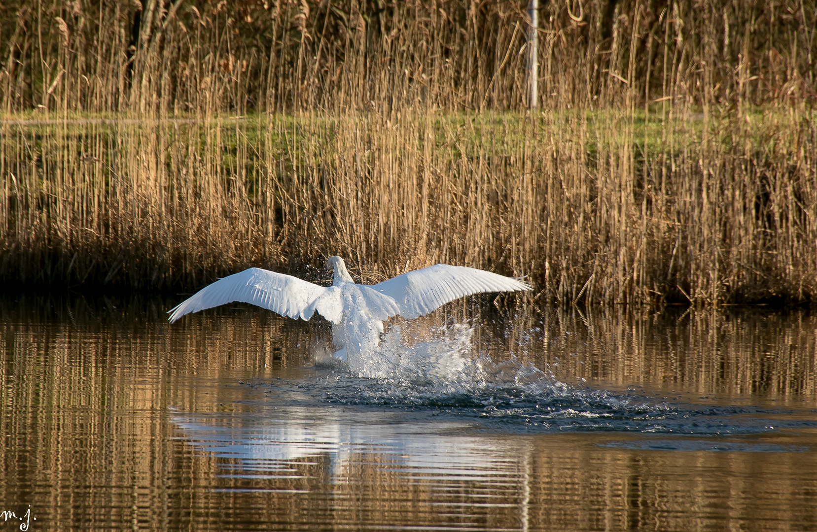 Schwan bei der Landung