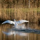 Schwan bei der Landung