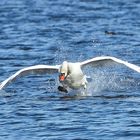 Schwan bei der Landung, einbeinig