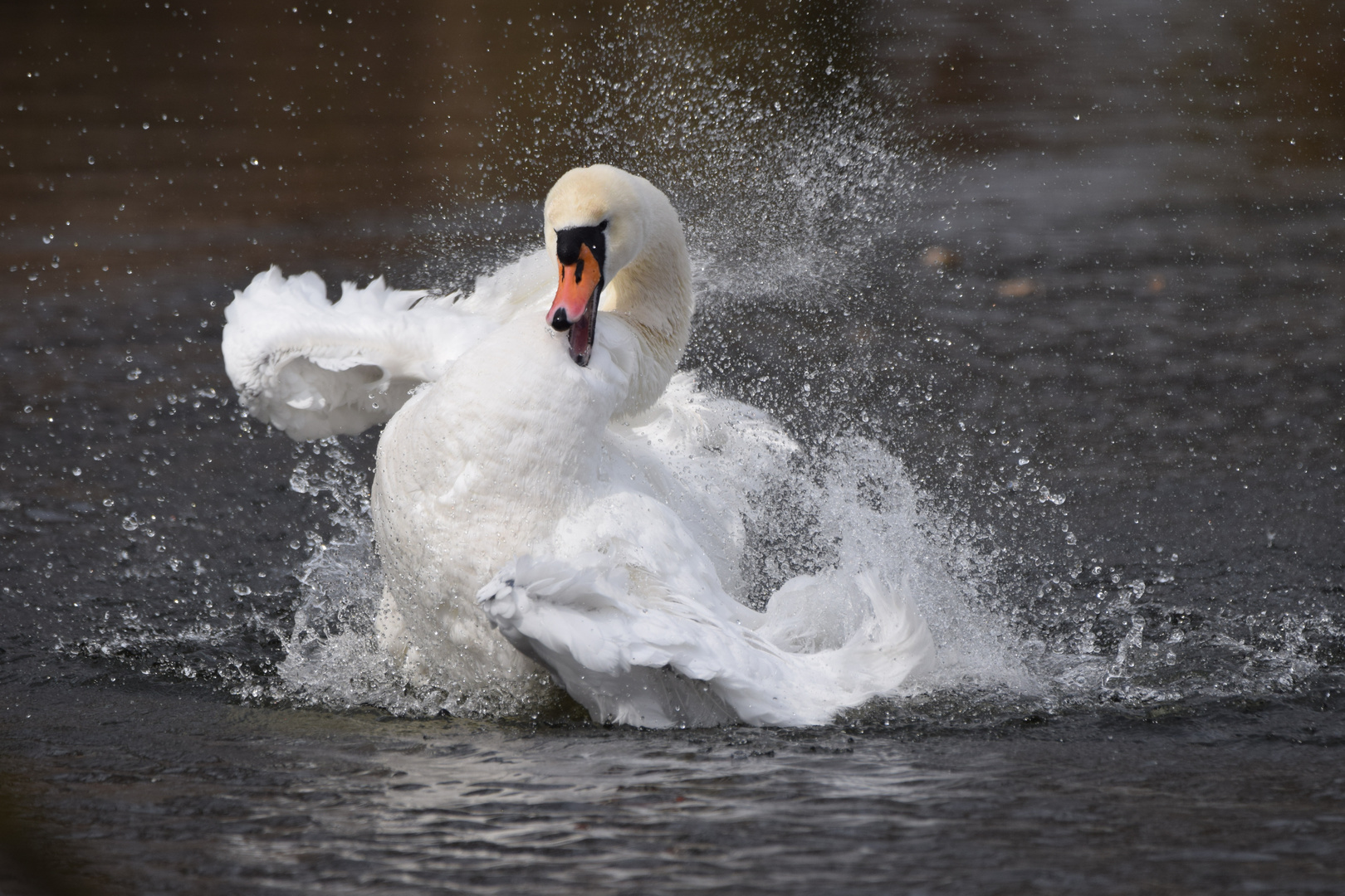 SCHWAN BEI DER MORGENWÄSCHE