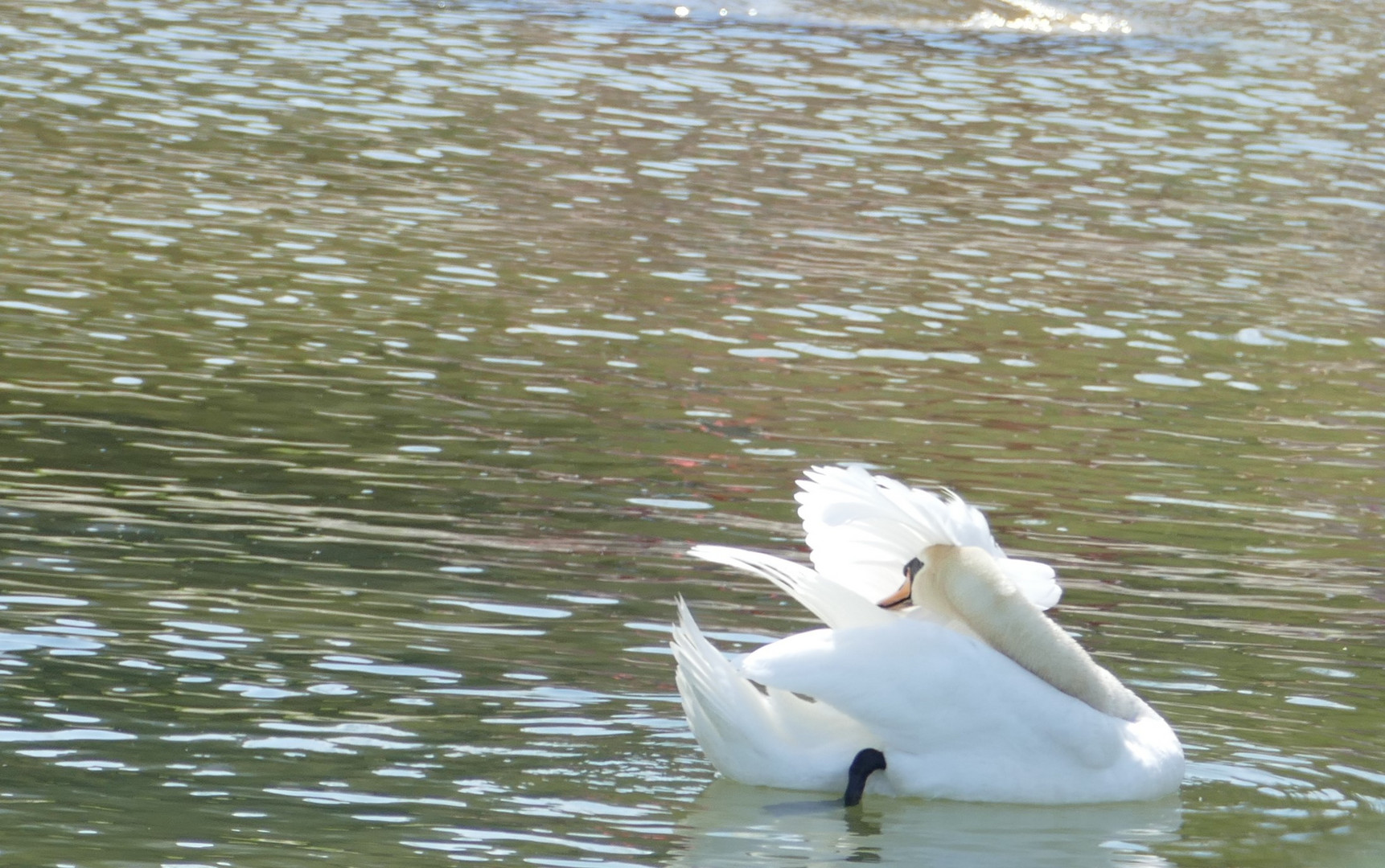 Schwan bei der Pflege des Federkleides,