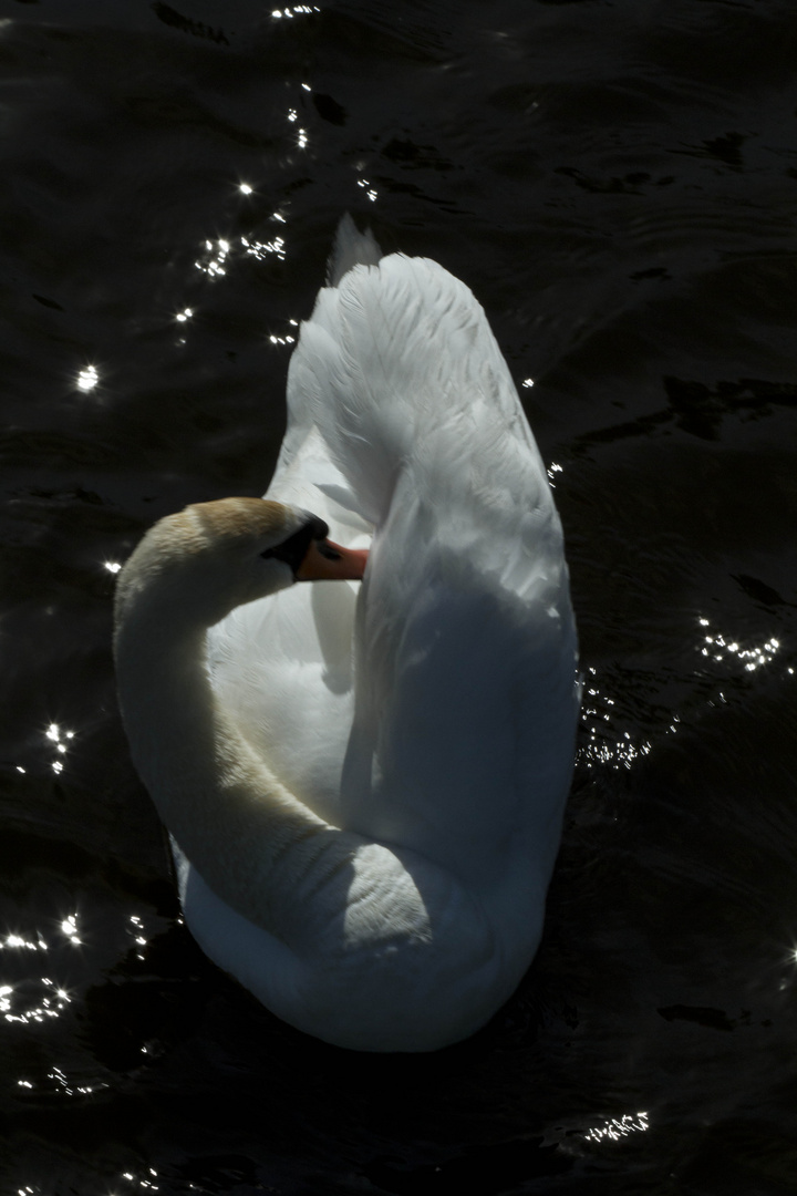 Schwan bei der Schönheitspflege