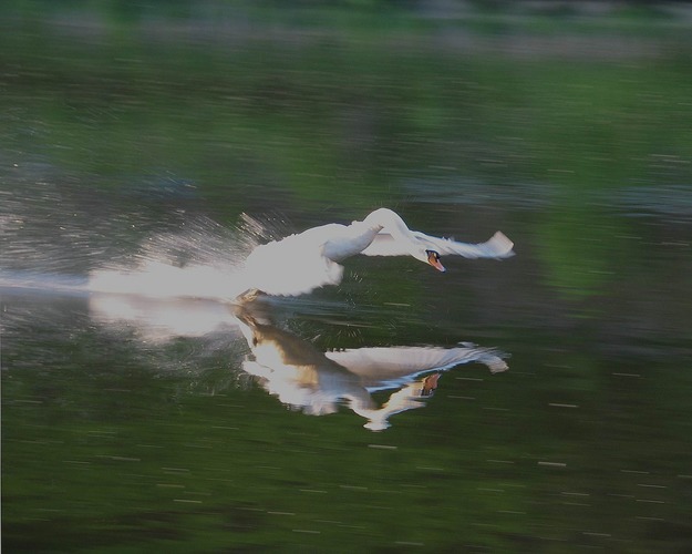 Schwan bei einem Startversuch