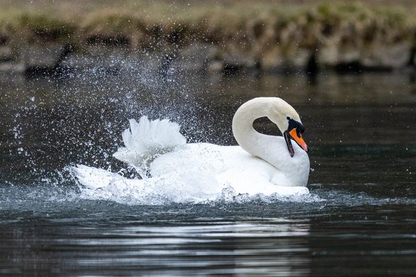 Schwan bei Gefieder - Pflege