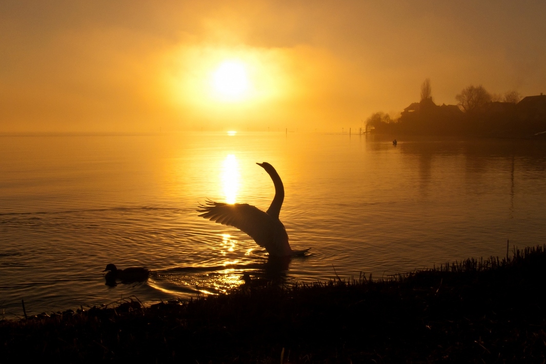 Schwan bei Immenstaad am Bodensee im Nebel