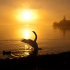 Schwan bei Immenstaad am Bodensee im Nebel