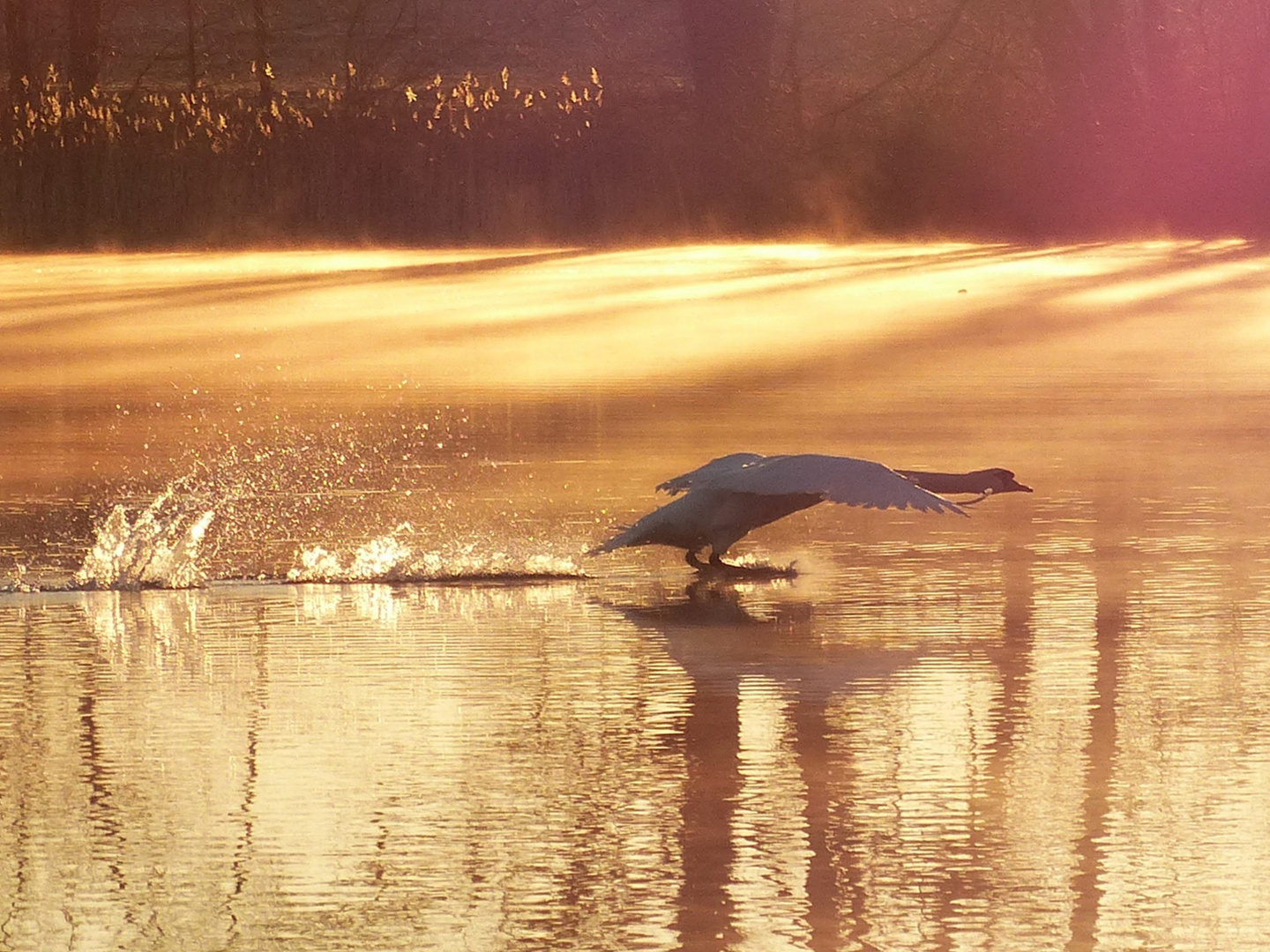 Schwan bei Landung 