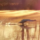 Schwan bei Landung 