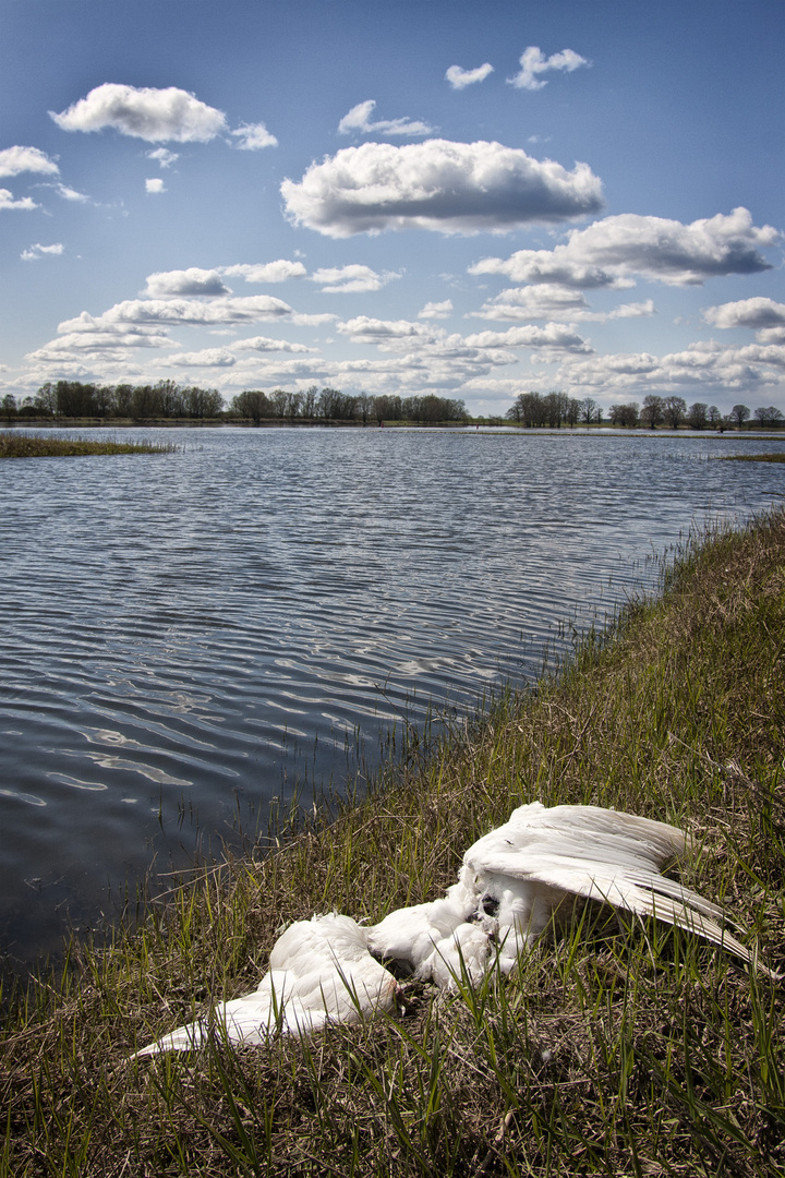 Schwan bei Lenzen an der Elbe