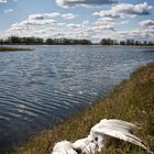 Schwan bei Lenzen an der Elbe