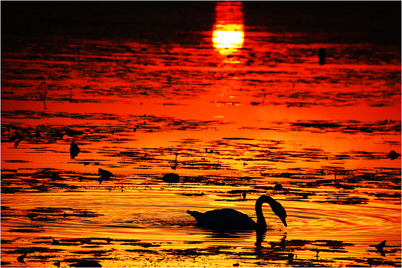 Schwan bei Morgenrot