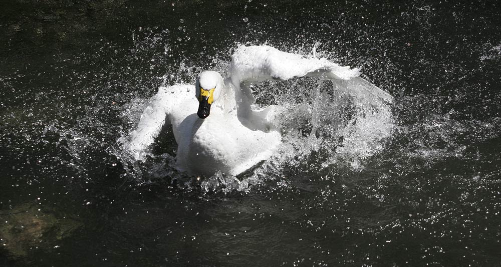 Schwan bei Morgentoilette #3