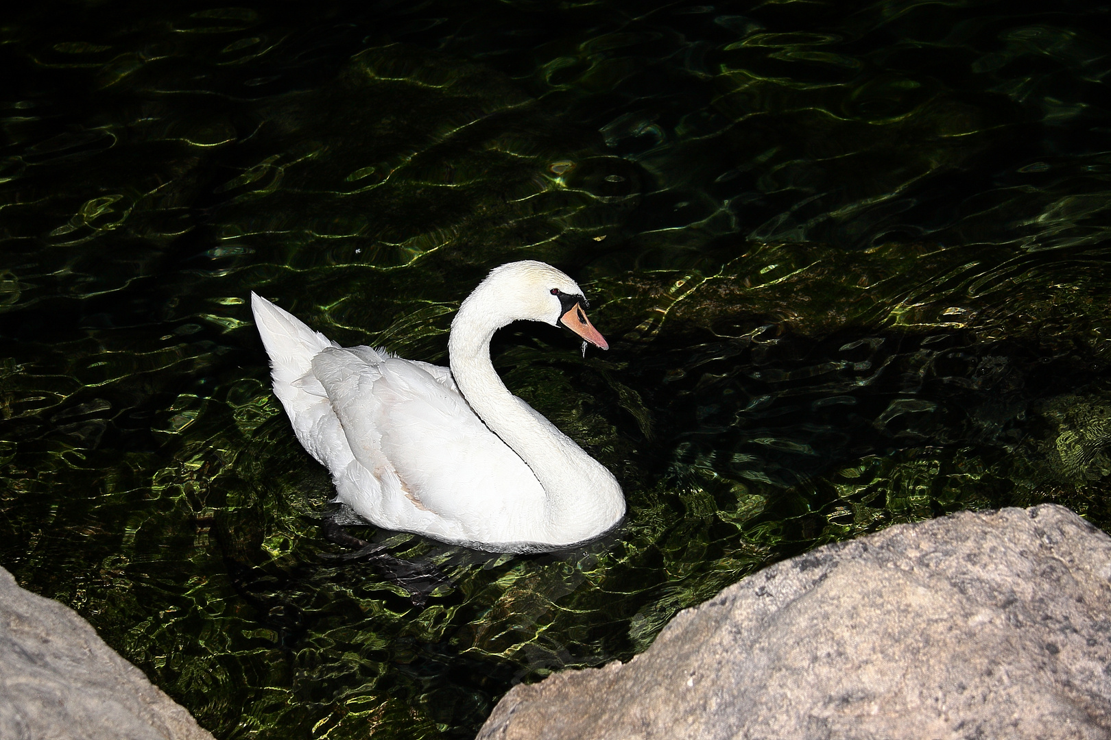 Schwan bei Nacht