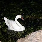 Schwan bei Nacht