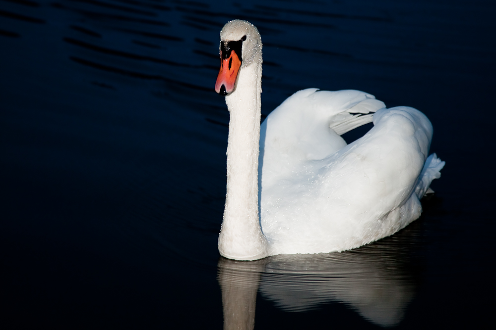 Schwan bei Nacht