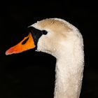 Schwan bei Nacht im Regen