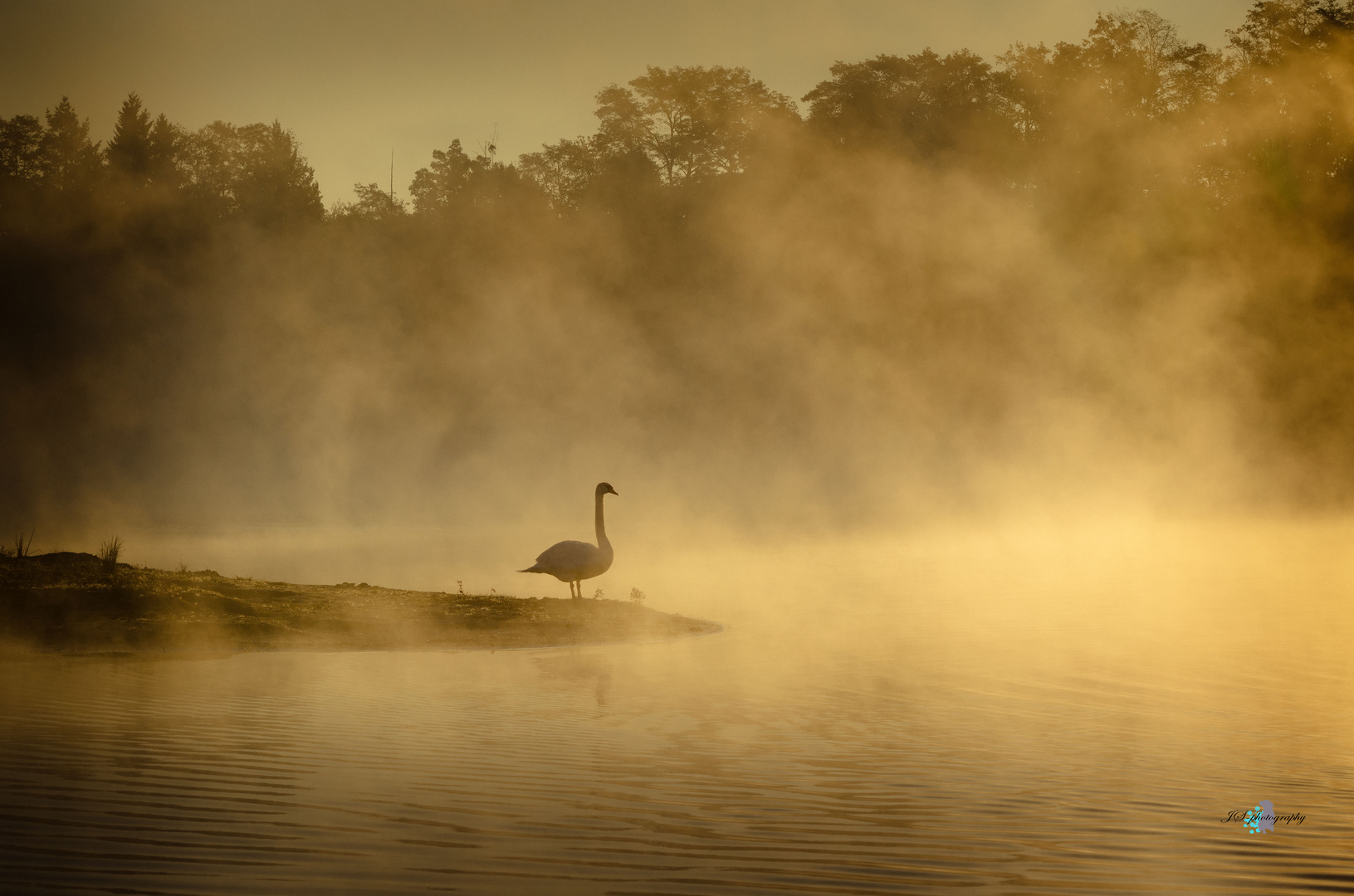 Schwan bei Sonnenaufgang