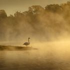 Schwan bei Sonnenaufgang