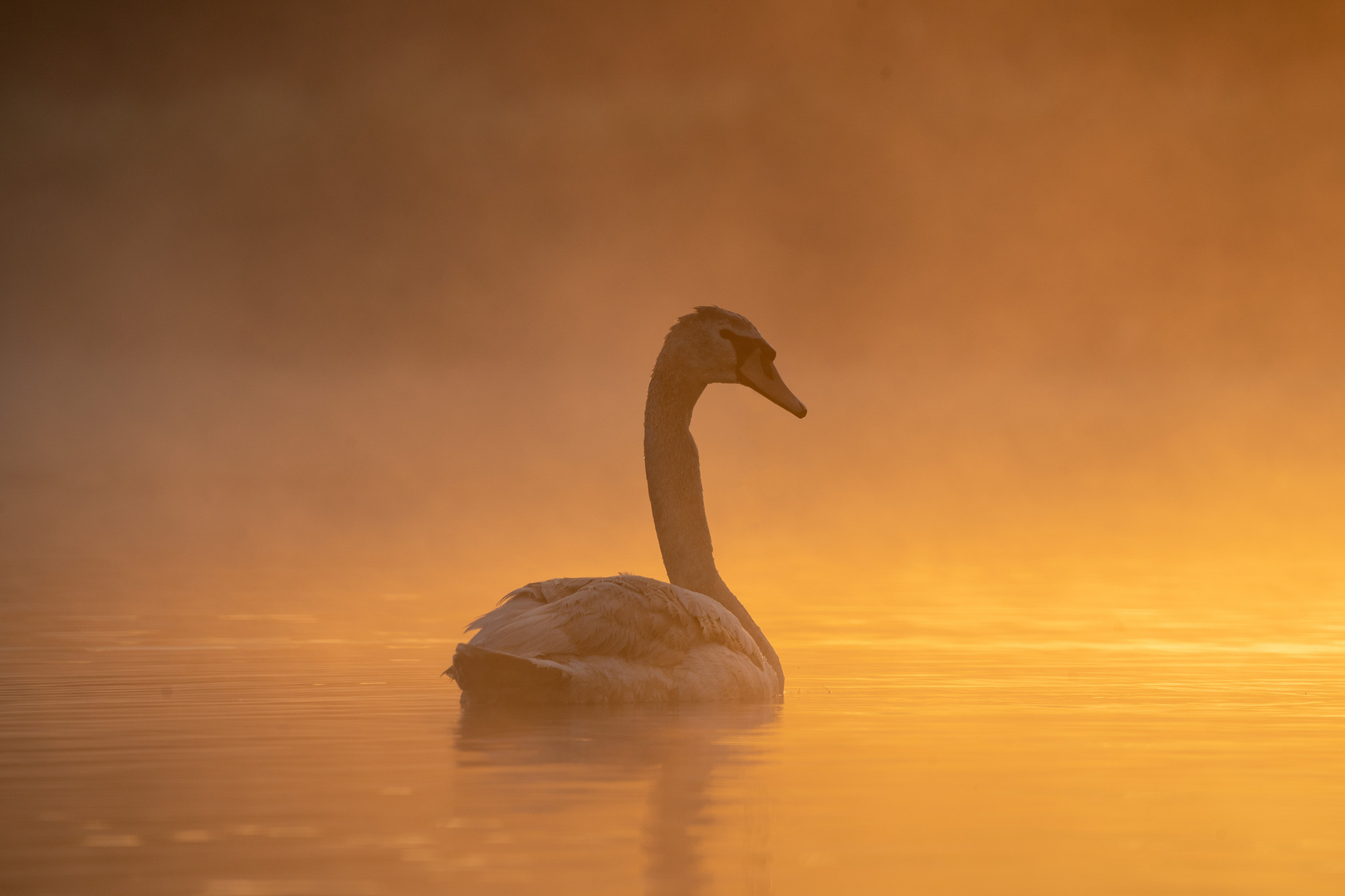 Schwan bei Sonnenaufgang