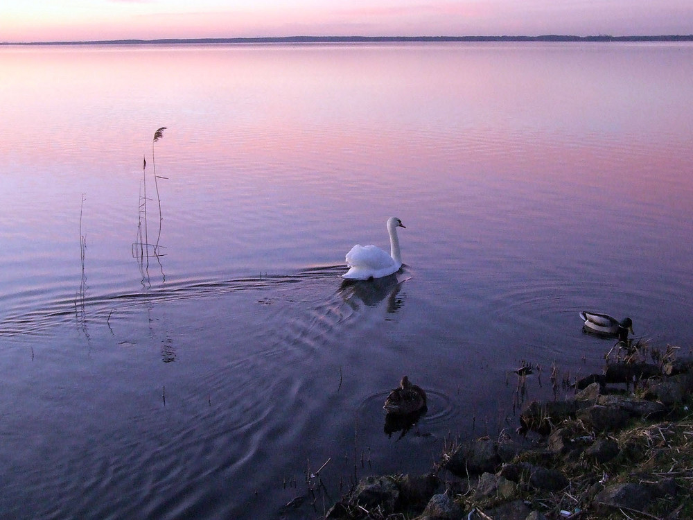 Schwan bei Sonnenuntergang