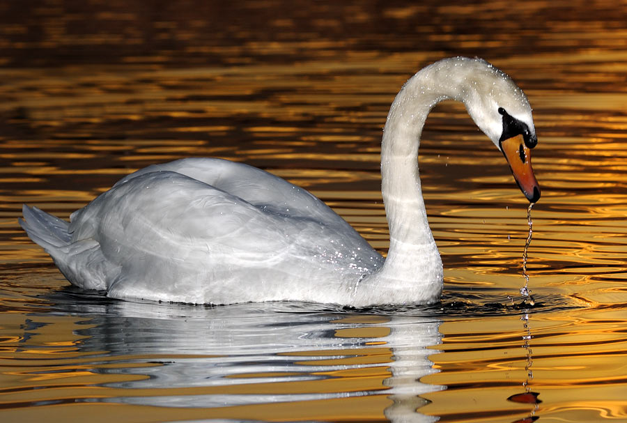 Schwan bei Sonnenuntergang