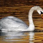 Schwan bei Sonnenuntergang