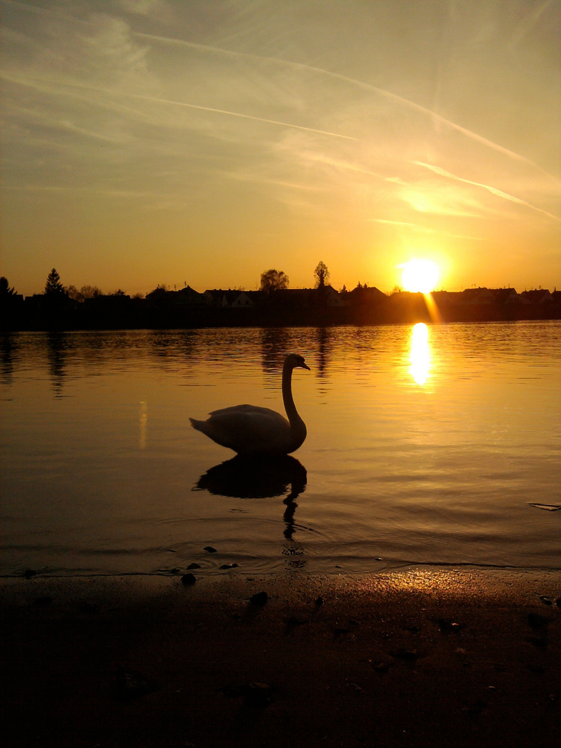 Schwan bei Sonnenuntergang