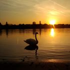 Schwan bei Sonnenuntergang