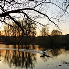 Schwan bei Sonnenuntergang