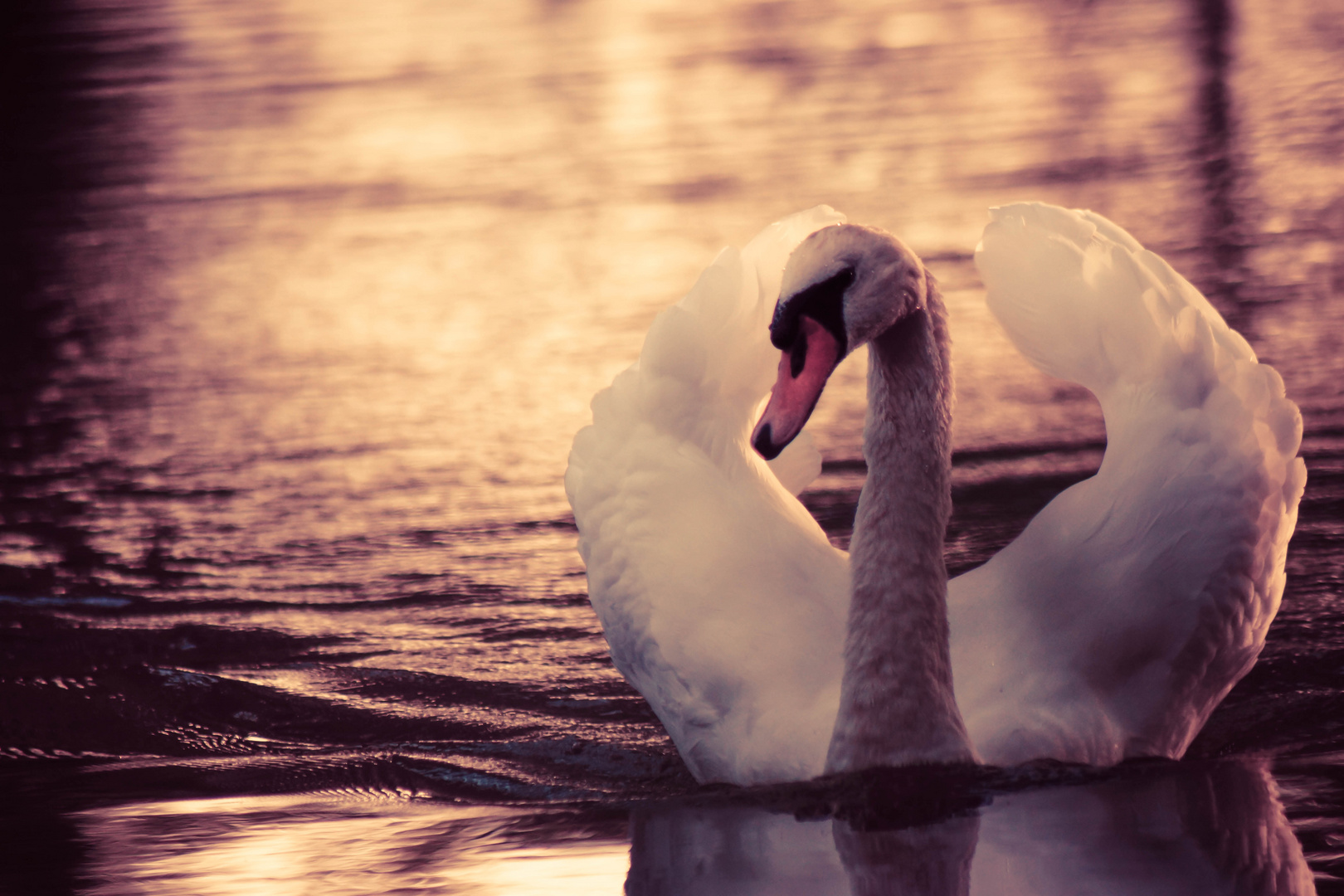 Schwan bei Sonnenuntergang