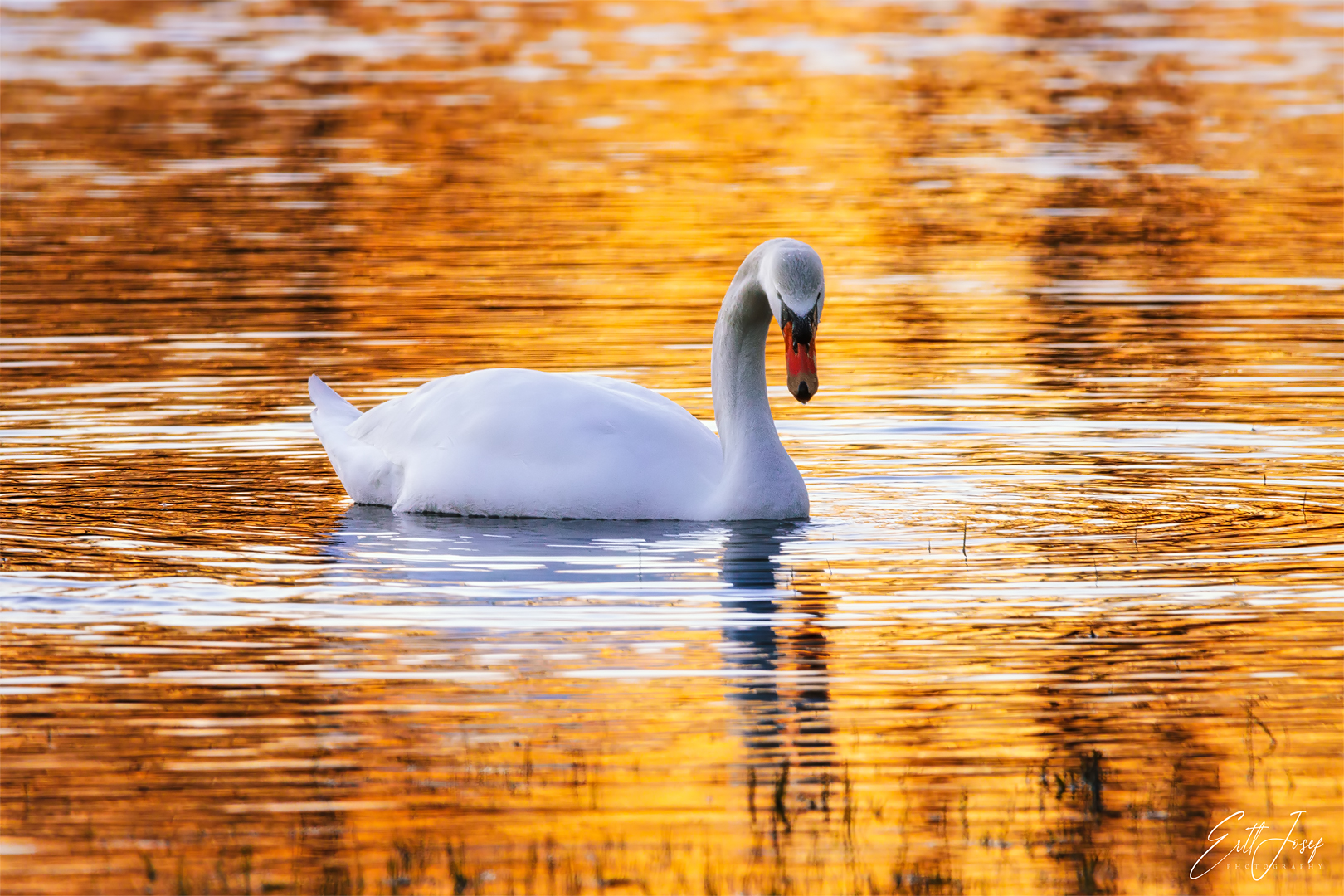 Schwan bei Sonnenuntergang