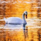 Schwan bei Sonnenuntergang