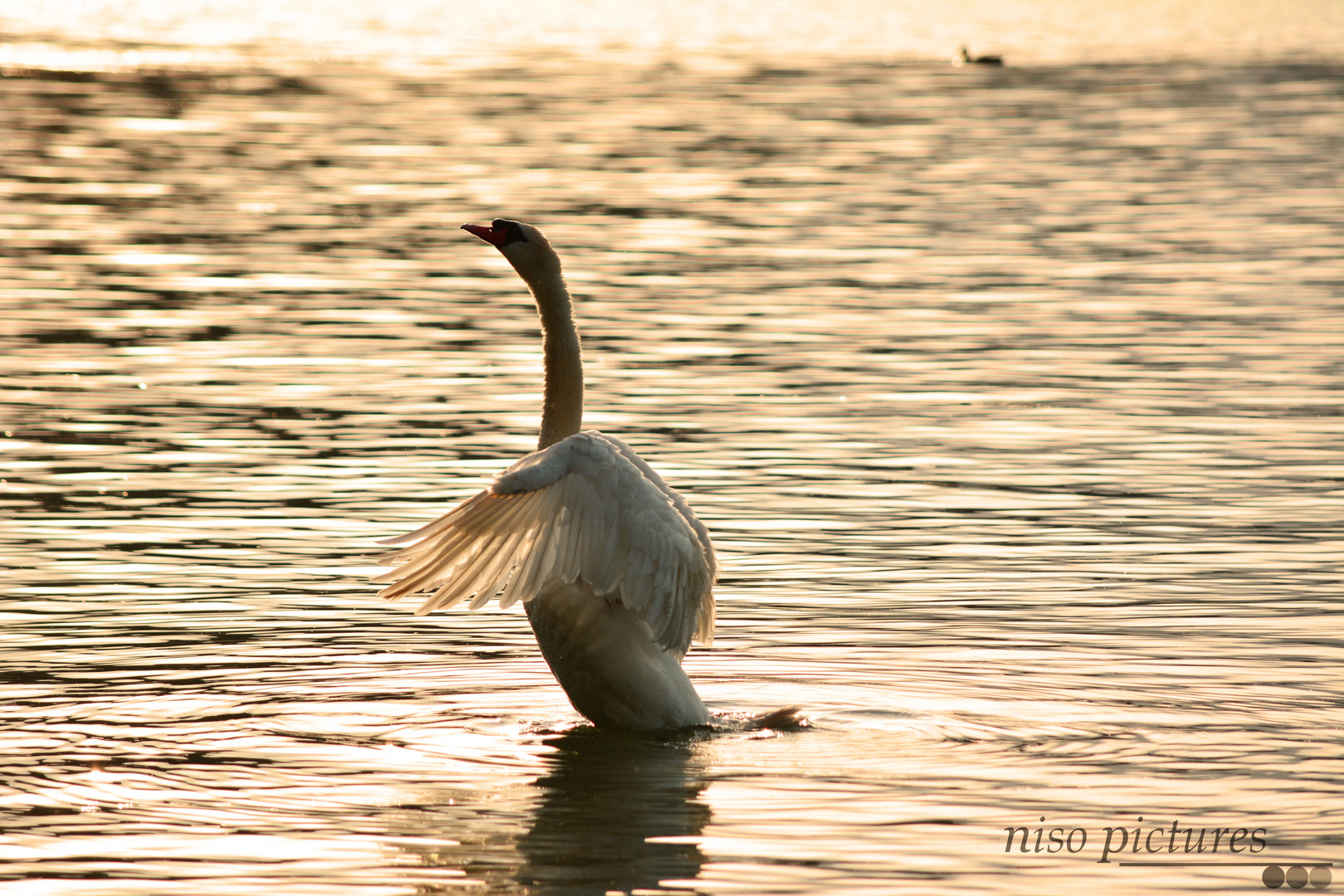 Schwan bei Sonnenuntergang