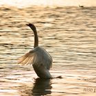 Schwan bei Sonnenuntergang